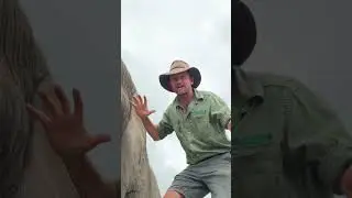 Я буквально на одной волне с этим огромным слоном! 🐘🤠