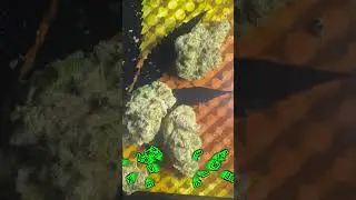 Is Vice City Worth the Hype? | Honest Cannabis Review by #KevinReviewsWeed
