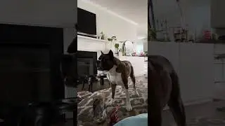 Everyone has preferences. Letting our dog rank his favorite treats.