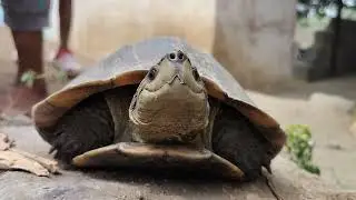 Painted Terrapin