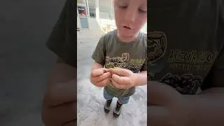 Catching a Gold Dust Day Gecko in Hawaii! 🦎