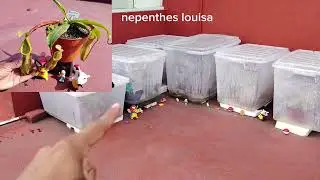 Cuidado de Nepenthes