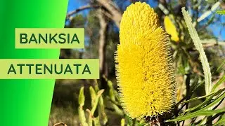 Banksia attenuata Explained: Fire, Flowers, and Wildlife in Southwest Western Australia