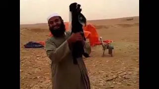 Hey Goat - Vine