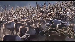 Herd of domesticated reindeer (Rangifer tarandus) moving around, Norway.