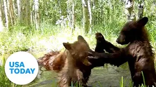 Bear cubs get into playful wrestling match as mom watches nearby | USA TODAY