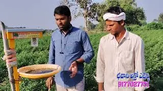 solar light trap for