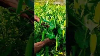 Experienced Hands: Green Pea Harvesting in Morning #shorts