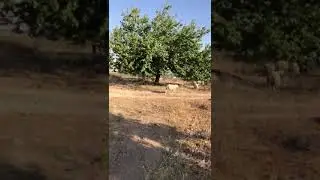 bel&ccedil;ika tekzel koyunların doğal ortamda beslenmesi