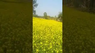 aga aga tum peca peca hum