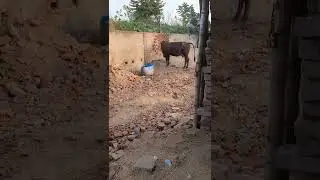 this is a cow tell to her a cow #tending #short #shortvideo #instagram #cow