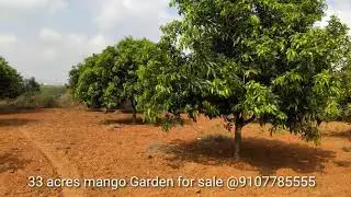 33 acre's Mango Garden for sale near Tirupati, panchikapalam, contact 9107785555