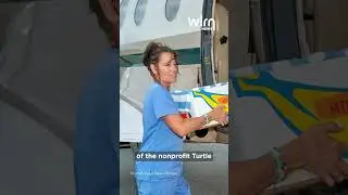 Kemp's ridley sea turtles rescued off New England on the mend at Keys hospital | WLRN News Shorts
