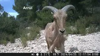 Fototrampeo en la Foia de Castalla (Alicante) en el mes de Abril