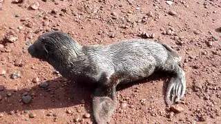 Baby Sea Lion Searching for Mother