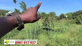 LỢI ÍCH CỦA CỎ TRONG GIAI ĐOẠN MÙA NẮNG