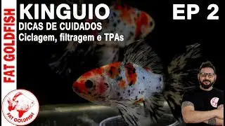 kinguio Dicas de Cuidados (Ciclagem, filtragem e TPAs)