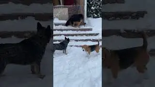 Сняли бордовую фуфайку с Геры : Хэви ещё больше стала ревновать #dogs #австралийскийхилер #овчарка