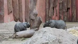 Afrikaanse olifant koe kalfjes van een klein aantal weken jong.
