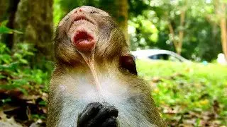 David feel hurt while eating cos wound on CHIN is big, Baby hungry & try all best for fruit 1113