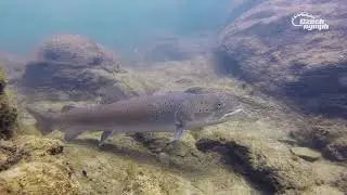 Hlavatka podunajská (Hucho hucho, Danube salmon) - podvodní záběry
