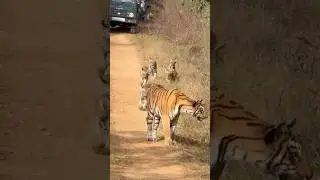 #tiger 🐅 #cub🐯#tigress #tadobaandharitigerreserve #tadoba