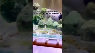 spiny lumpfish #life #sea