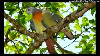 Audio SUARA PIKAT BURUNG  PUNAI 100% PALING AMPUH #Punai #suara #burung