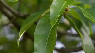 Quercus imbricaria - Дуб шершавый