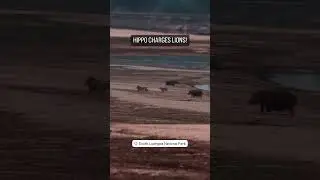 Lions, charged by Hippo 🦁🦛 #shorts #wildlife