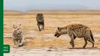 Hyena Attacks Lion Cub and Quickly Regrets It.