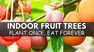 15 arbres fruitiers qui prosp&egrave;rent en pots, &agrave; l'ombre et dans les petits espaces - La mine d'or d...