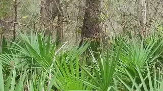 Digging for my Bushcraft Shelter, Preparation Part 1