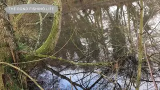 🎣 Pond fishing, Blog day and The postman knocks 