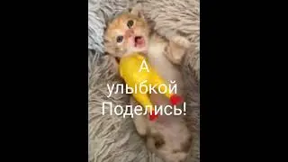 ПОДАРОК! #shorts #cats #животные