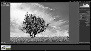 How to Know When an Image Will Look Better in B&W
