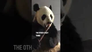 Наблюдать, как панда поедает бамбук, так приятно 👏