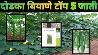 दोडका टॉप 5 बियाणे जाती || दोडक्याच्या कोनत्या बियाण्याची लागवड करावी dodka variety #दोडका_बियाणे