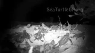 Sea Turtle Hatchling Heroes 2013 - by SeaTurtleOP.org