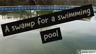 Swampy Pool,   Green to Clean.