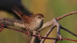 The Cetti&rsquo;s Warbler: Close Up HD Footage (Cettia cetti) #birdwatching #birds #wildlife #birdlife