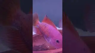 😍full red fader guttulatum + red spotted guttulatus 😍 Breeding Pair 😍