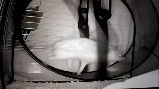 ものすごいスピードで回し車を回すハリネズミ　 Hedgehog cocomaru