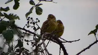 yellowhammers