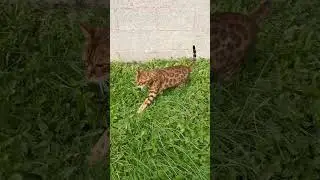 Graham the Cat