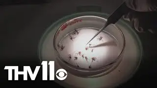 Arkansas seeing increase in West Nile Virus cases