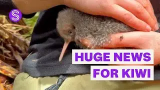 Rediscovered kiwi species stuns researchers with two newborn chicks | Stuff.co.nz