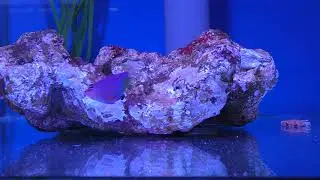 Video stock agua marina y consejos mantenimiento peces marinos más comunes Centropyge bispinosus, ch