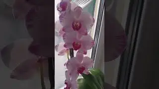 @ОРХІДЕЇ НА ПІДВІКОННІ