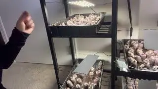 Compressed Seed Starting Pellets Seed Starter Pods Plugs Soil Peat Pods for Starting Seeds, Garden P